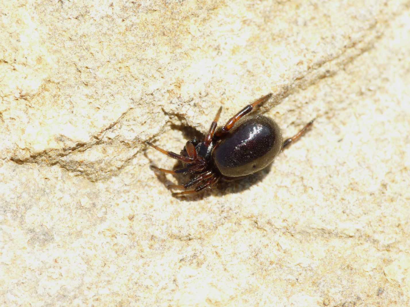 Asagena sp.